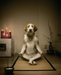 Meditating dog